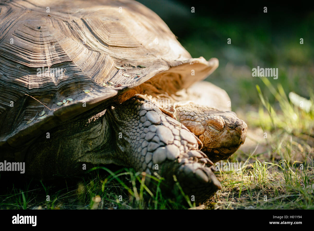 Turtle esterni strisciando sul terreno Foto Stock