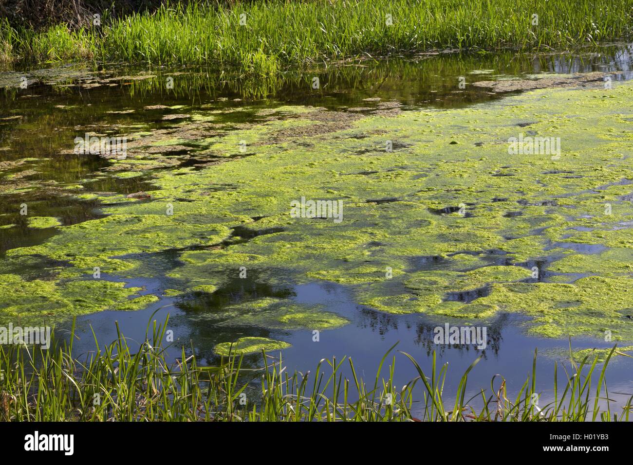 Schraubenalge, Schrauben-Alge (Spirogira spec.), Algenteppich auf einem Teich, Eutrophierung, Deutschland | spirogira (Spirogira Foto Stock