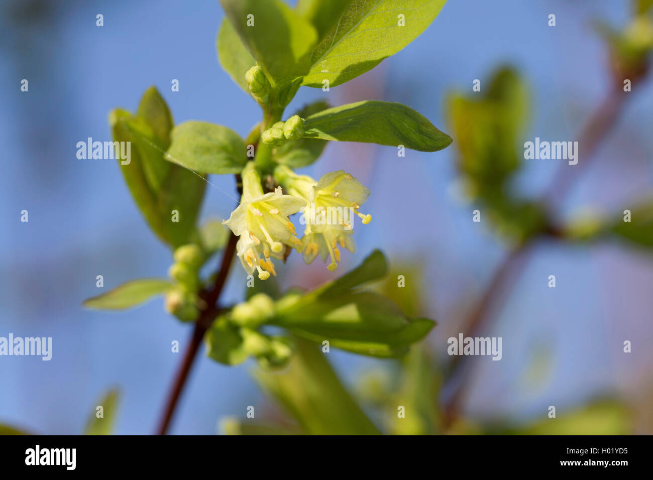 Blu-caprifoglio a bacca, Sweetberry Caprifoglio (Lonicera caerulea), fioritura, Germania Foto Stock