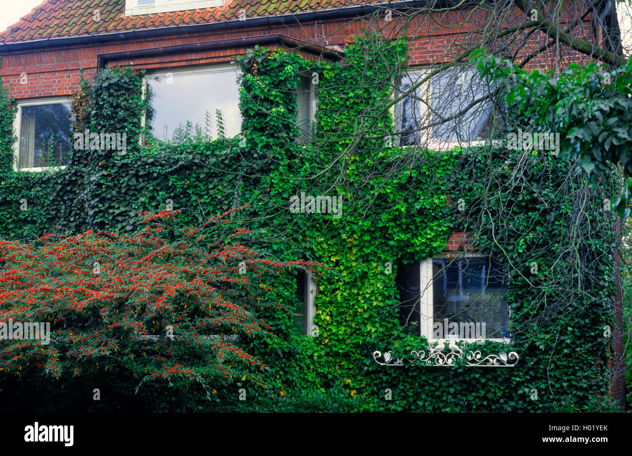 English ivy, comune edera (Hedera helix), verde per facciate di edifici con ivy, Germania Foto Stock