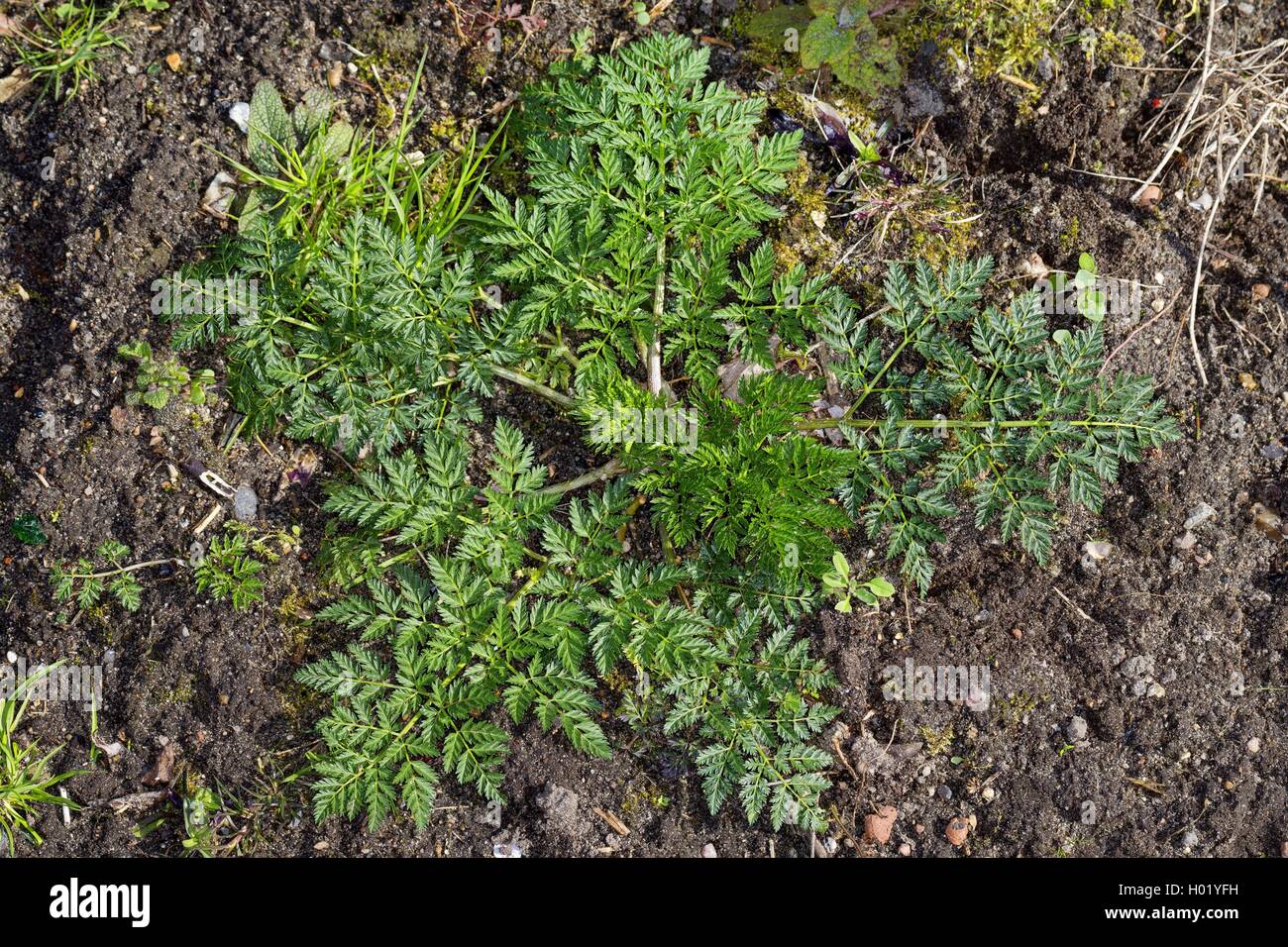 Il veleno la cicuta (Conium maculatum), foglie giovani, Germania Foto Stock