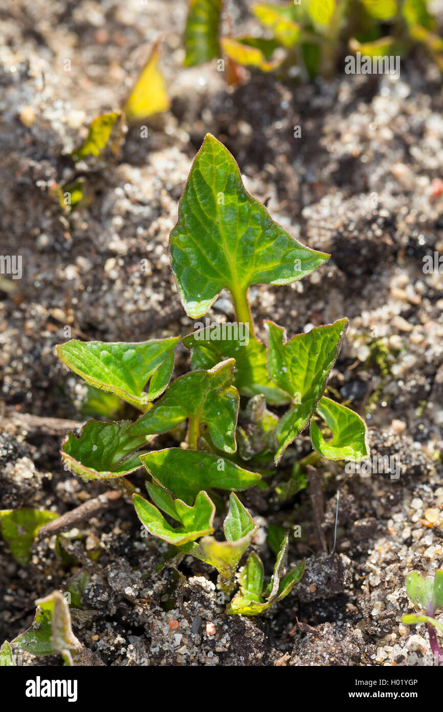 Il buon re-henry, perenne (goosefoot Chenopodium bonus-henricus, Blitum bonus-henricus), foglie giovani, Germania Foto Stock