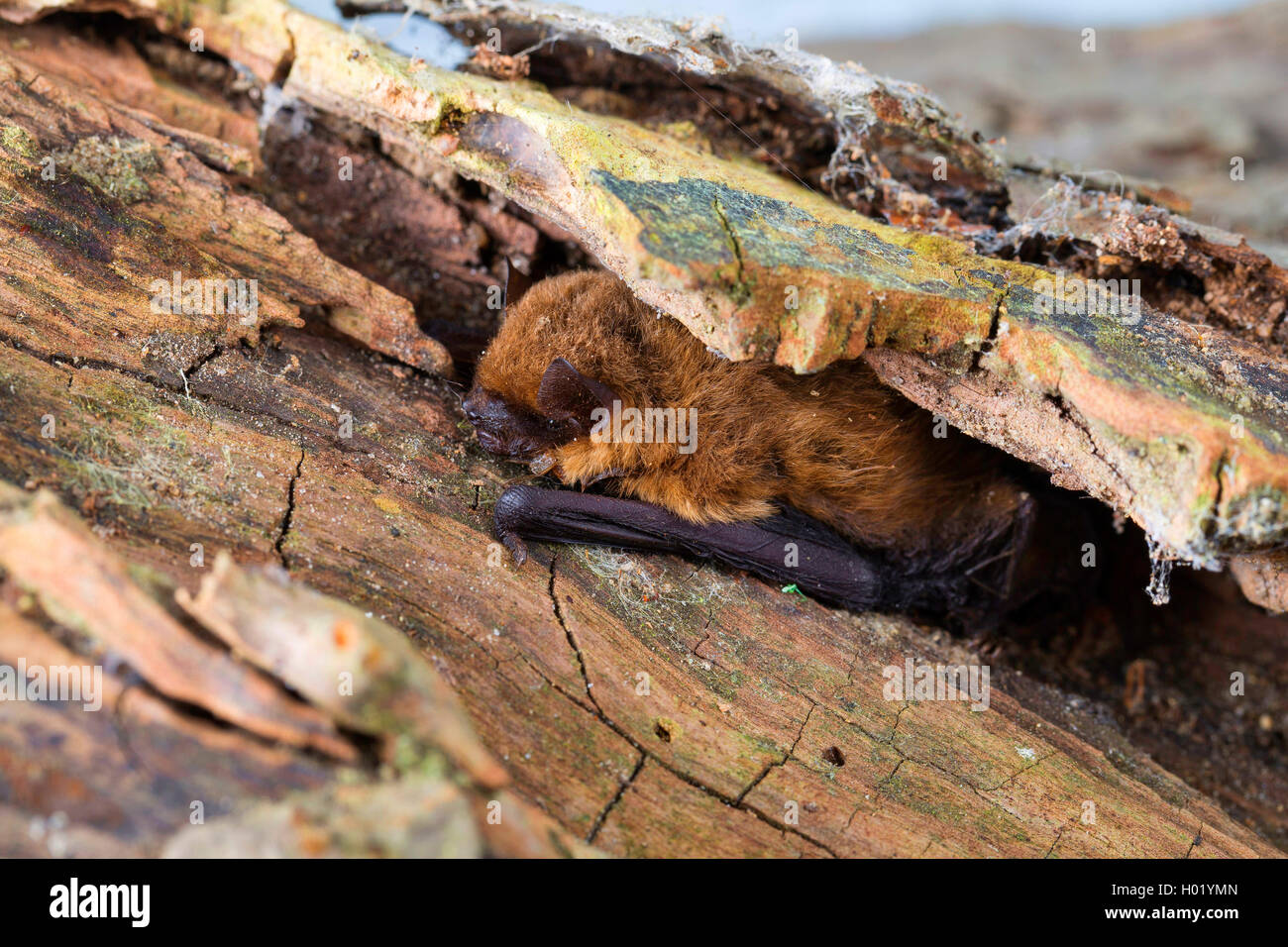 Comune (pipistrelle Pipistrellus pipistrellus), sotto la corteccia di un albero morto, Germania Foto Stock