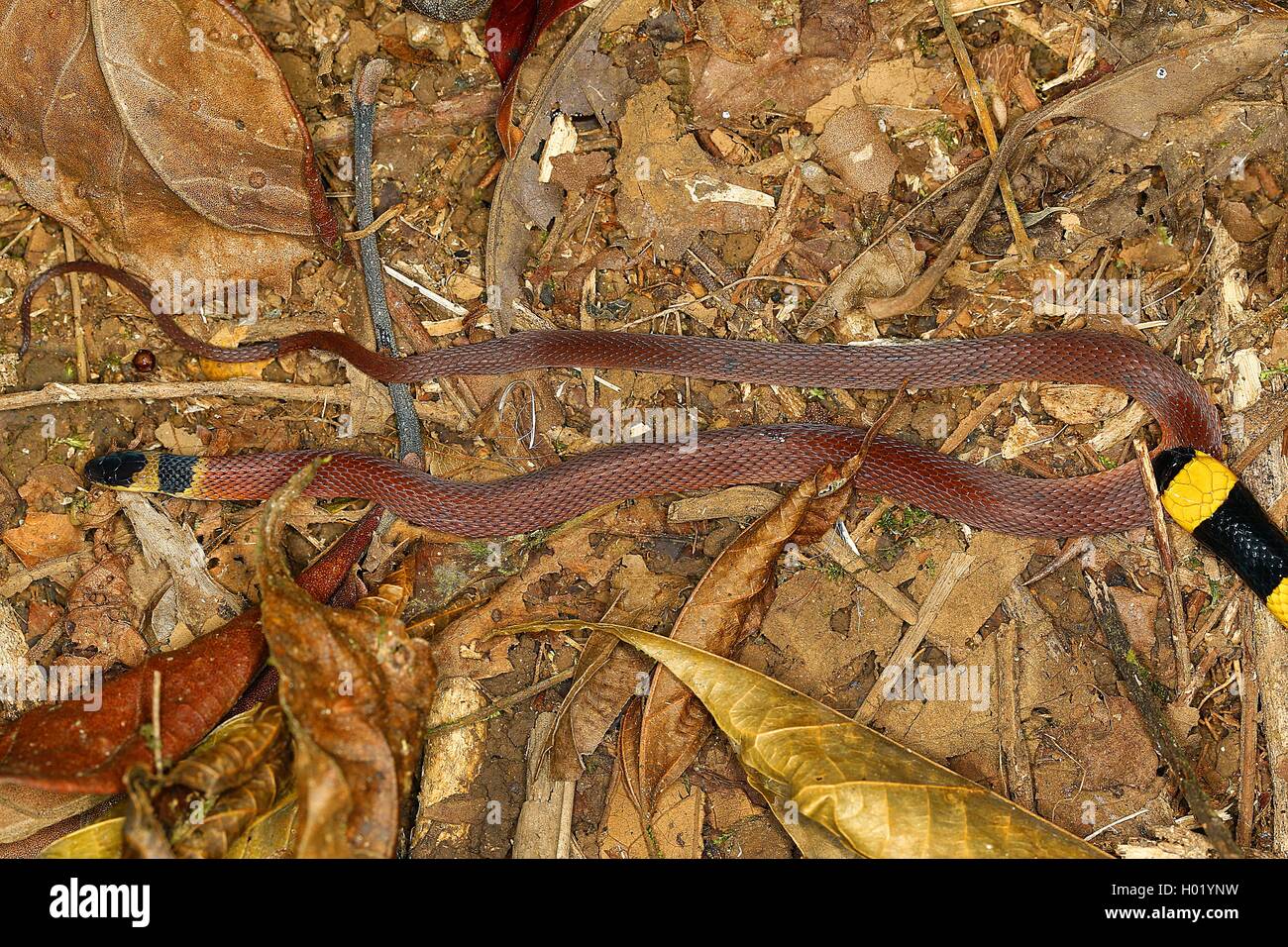 Anello-colli di serpente di caffè (Ninia sebae), sul terreno, Costa Rica Foto Stock