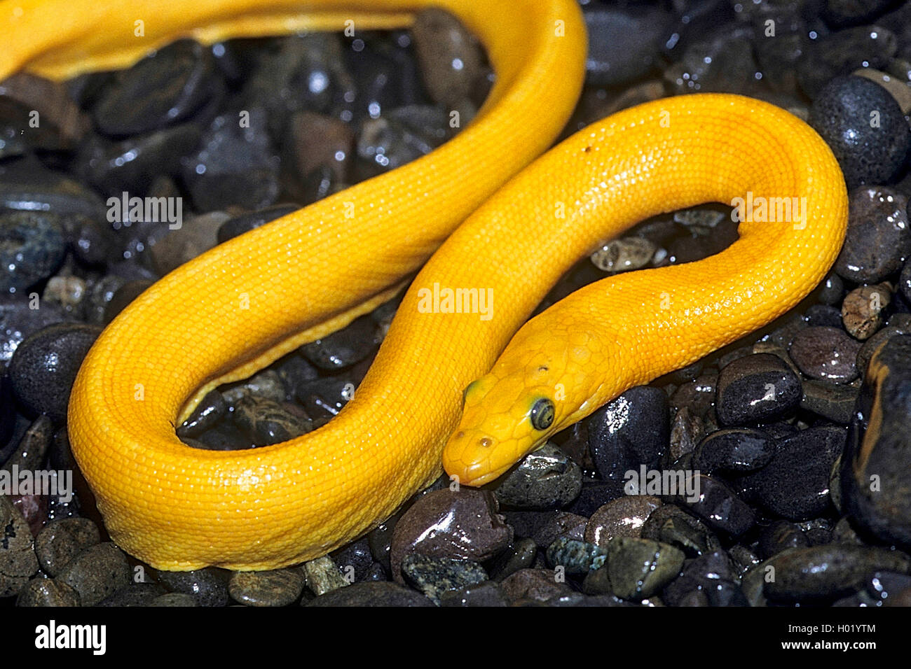 A becco giallo serpente di mare, mare pelagiche snake (Pelamis platurus), sui ciottoli bagnata sulla spiaggia, Costa Rica Foto Stock