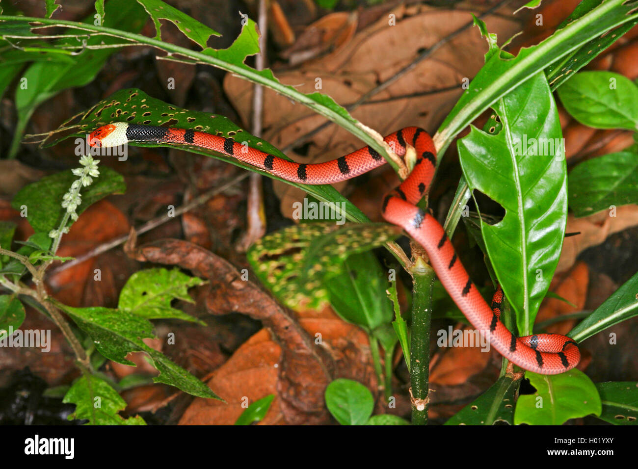 Red-eyed Tree snake (Siphlophis compressus), si muove su un impianto, Costa Rica Foto Stock