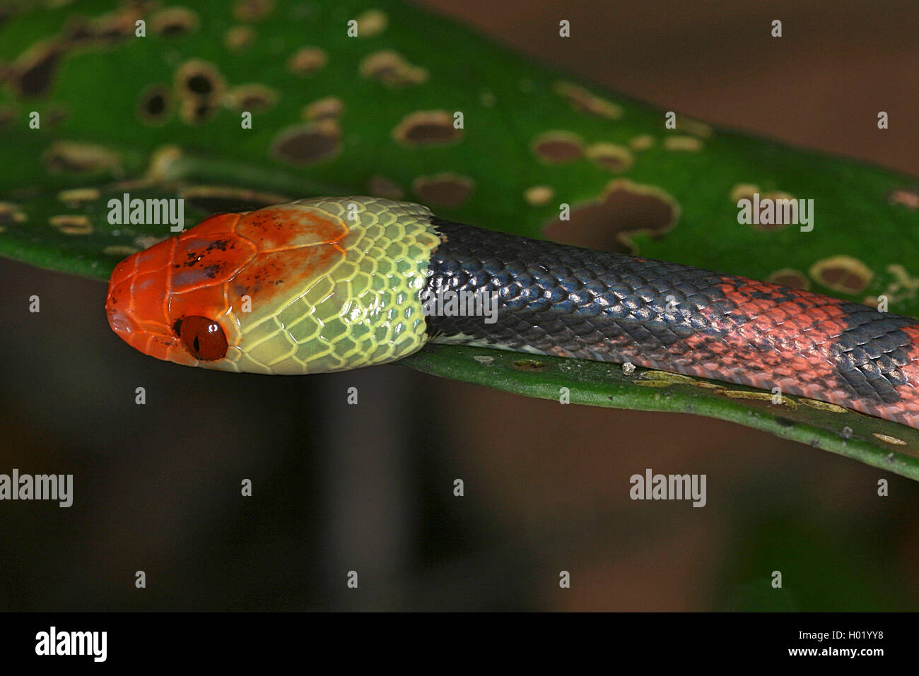 Red-eyed Tree snake (Siphlophis compressus), Ritratto, Costa Rica Foto Stock