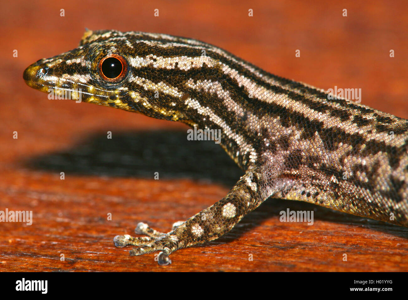 Marked-Throated Pigmea Gecko (Sphaerodactylus graptolaemus), Ritratto, Costa Rica Foto Stock