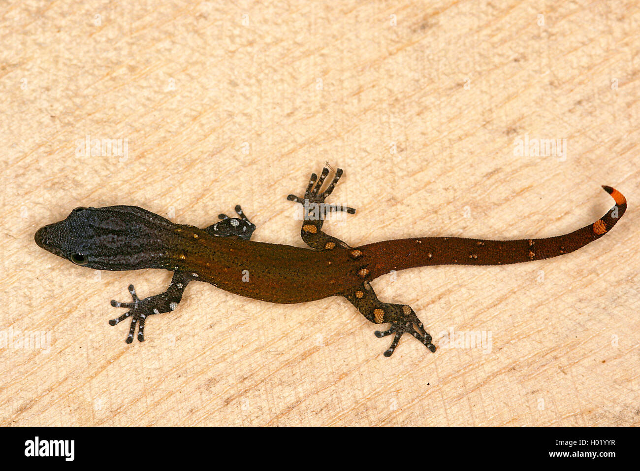 Avvistato Pigmea Gecko (Sphaerodactylus millepunctatus), ad alto angolo di visione, Costa Rica Foto Stock