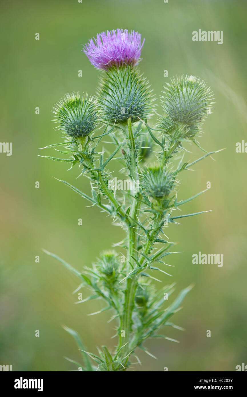 Bull thistle, comune thistle, Spear thistle (Cirsium vulgare, Cirsium lanceolatum), fioritura, Germania Foto Stock