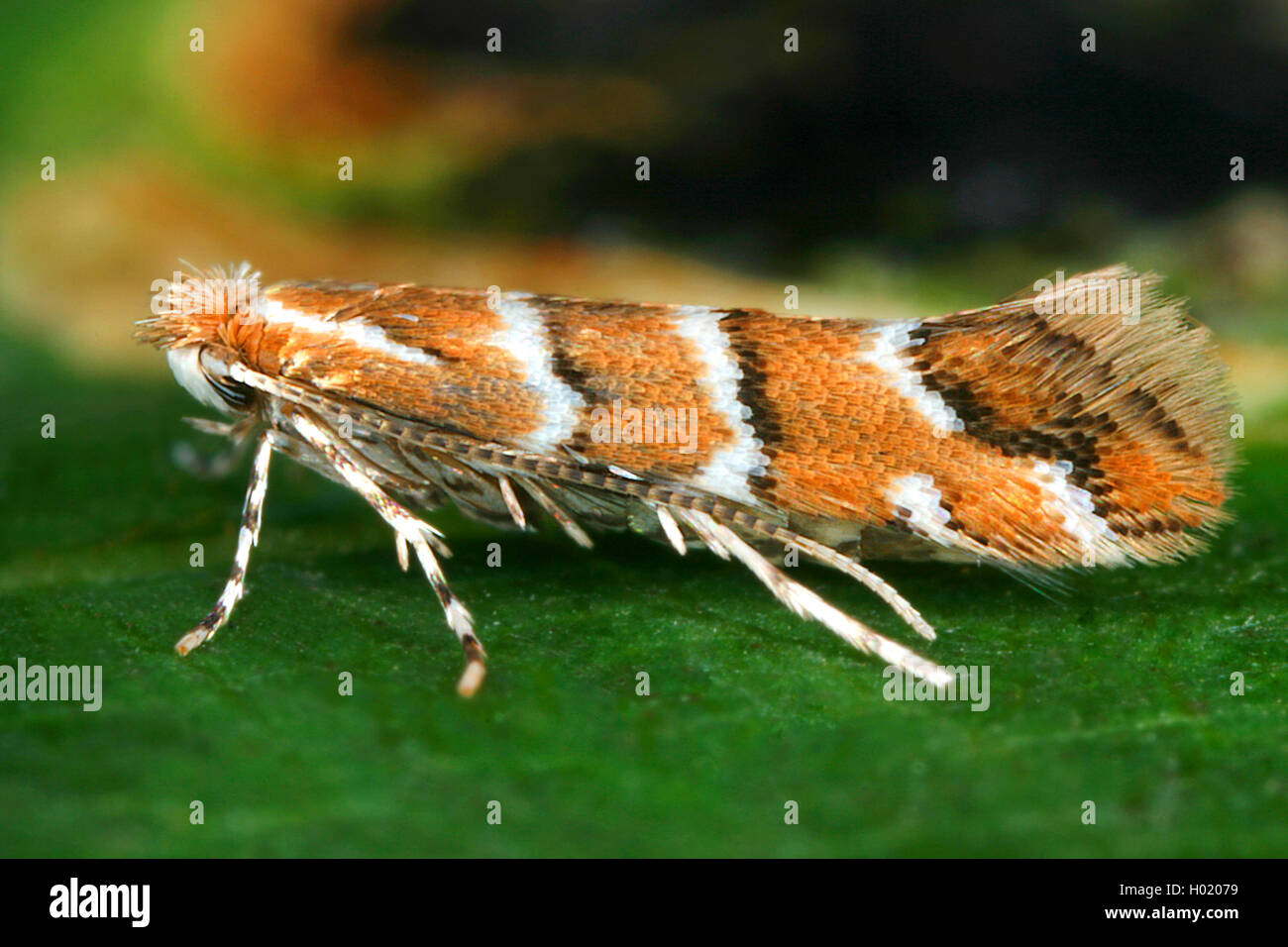 Ippocastano leafminer, ippocastano foglia-miner, ippocastano leaf miner (Cameraria ohridella, Cameraria ochridella), si siede su una foglia, Germania Foto Stock