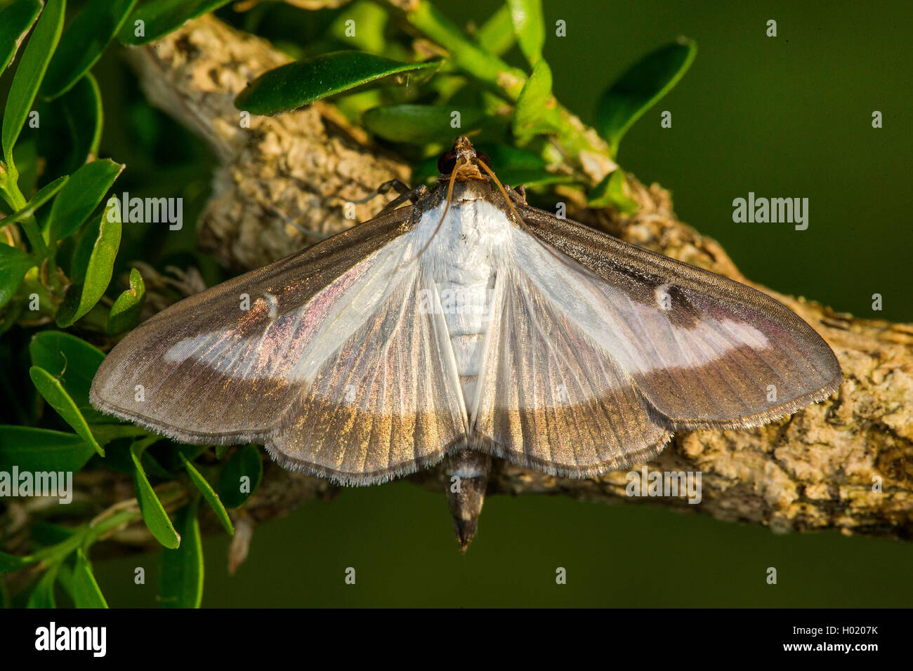 Struttura di scatola di Tarma (Glyphodes perspectalis, Cydalima perspectalis), su una scatola albero ramoscello, Austria Foto Stock