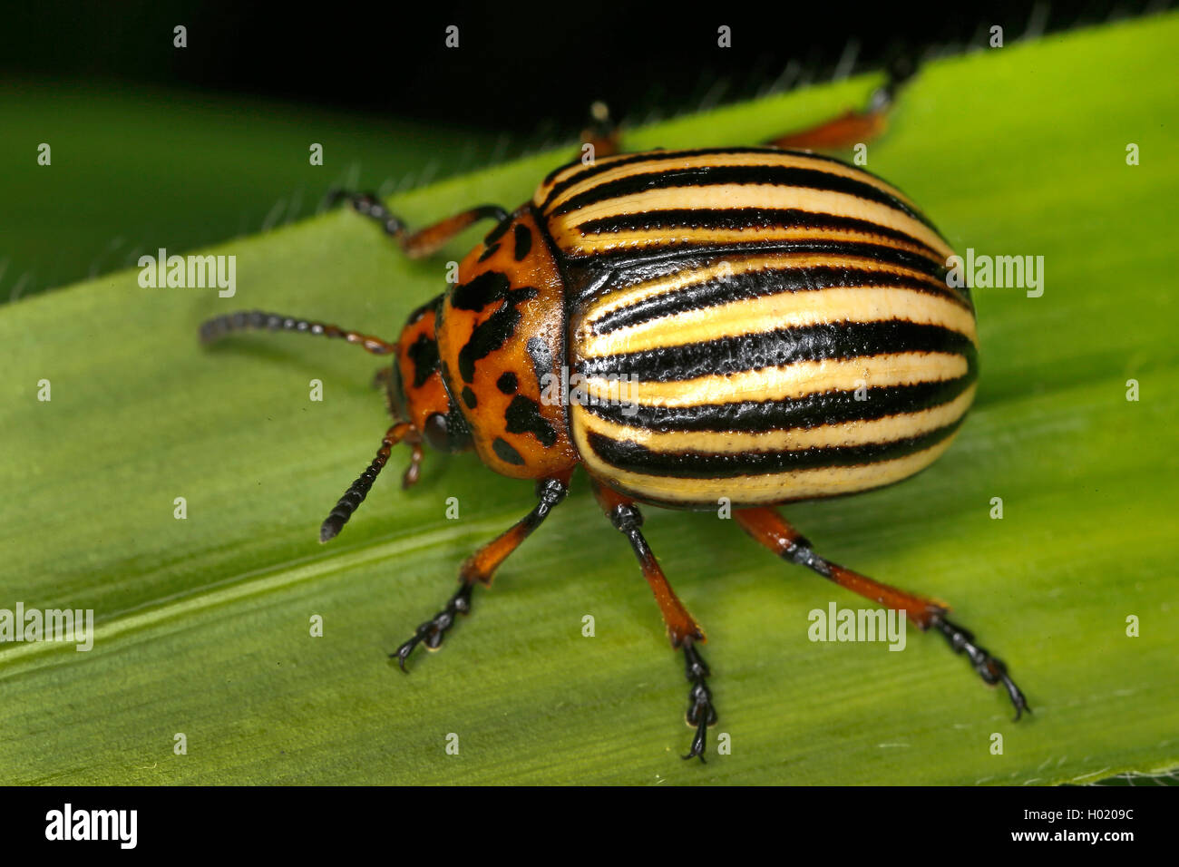 Il Colorado potato beetle, Colorado beetle, potato beetle (Leptinotarsa decemlineata), si siede su una foglia, Austria Foto Stock