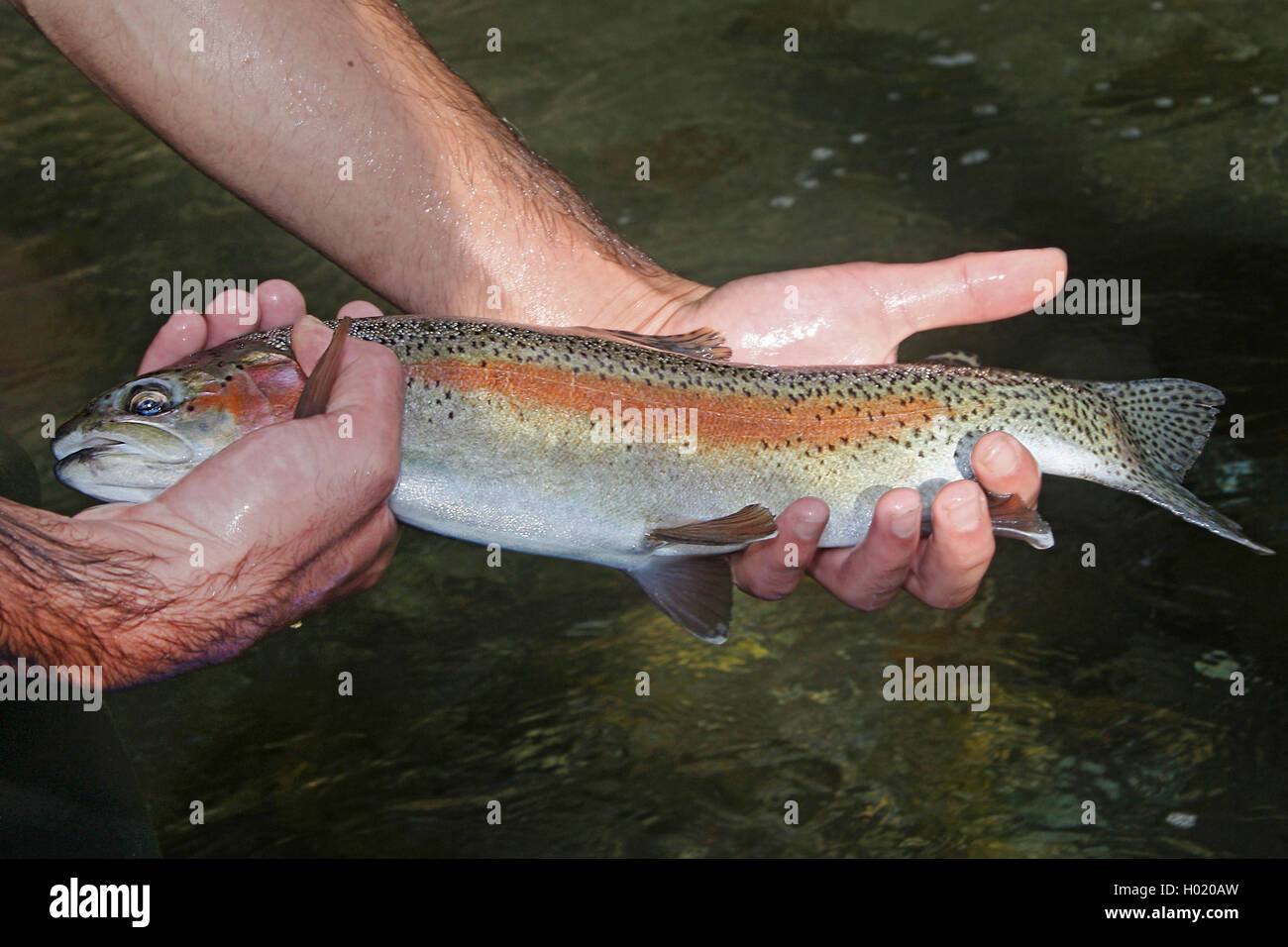 Regenbogenforelle, Regenbogen-Forelle (Oncorhynchus mykiss, Salmo gairdnerii), gefangene Forelle in der mano, Oesterreich | rainb Foto Stock