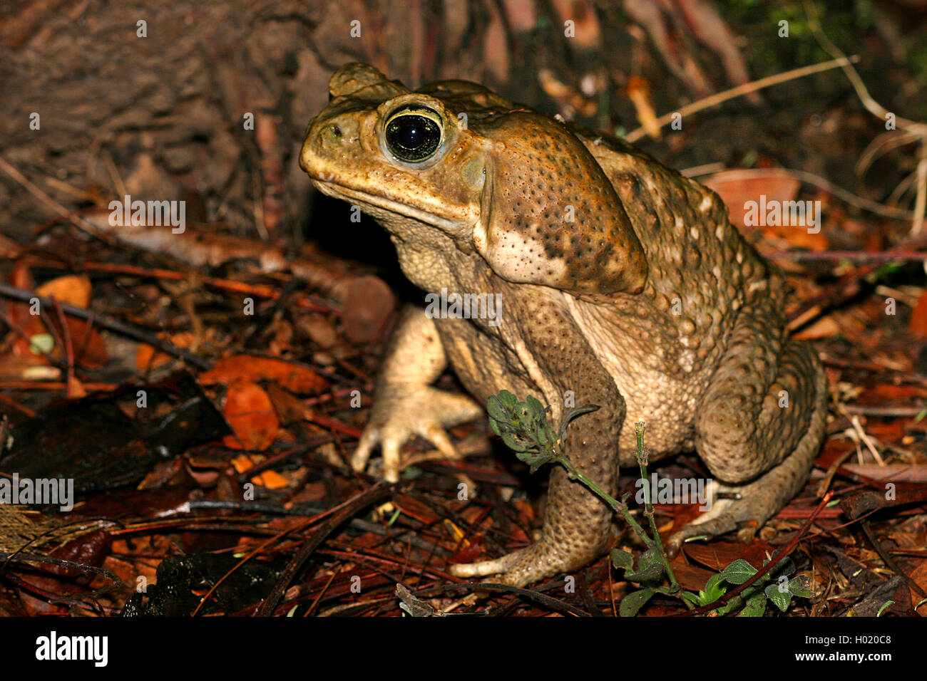 Il rospo gigante, Marine, il Rospo Rospo di canna, sud americana Neotropical toad (Bufo marinus, Rhinella marina), sul suolo della foresta, Costa Rica Foto Stock