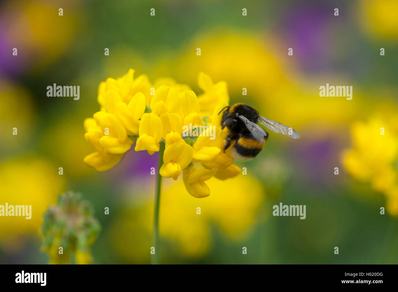 Scorpion Vetch (Coronilla coronata), fioritura, Germania Foto Stock