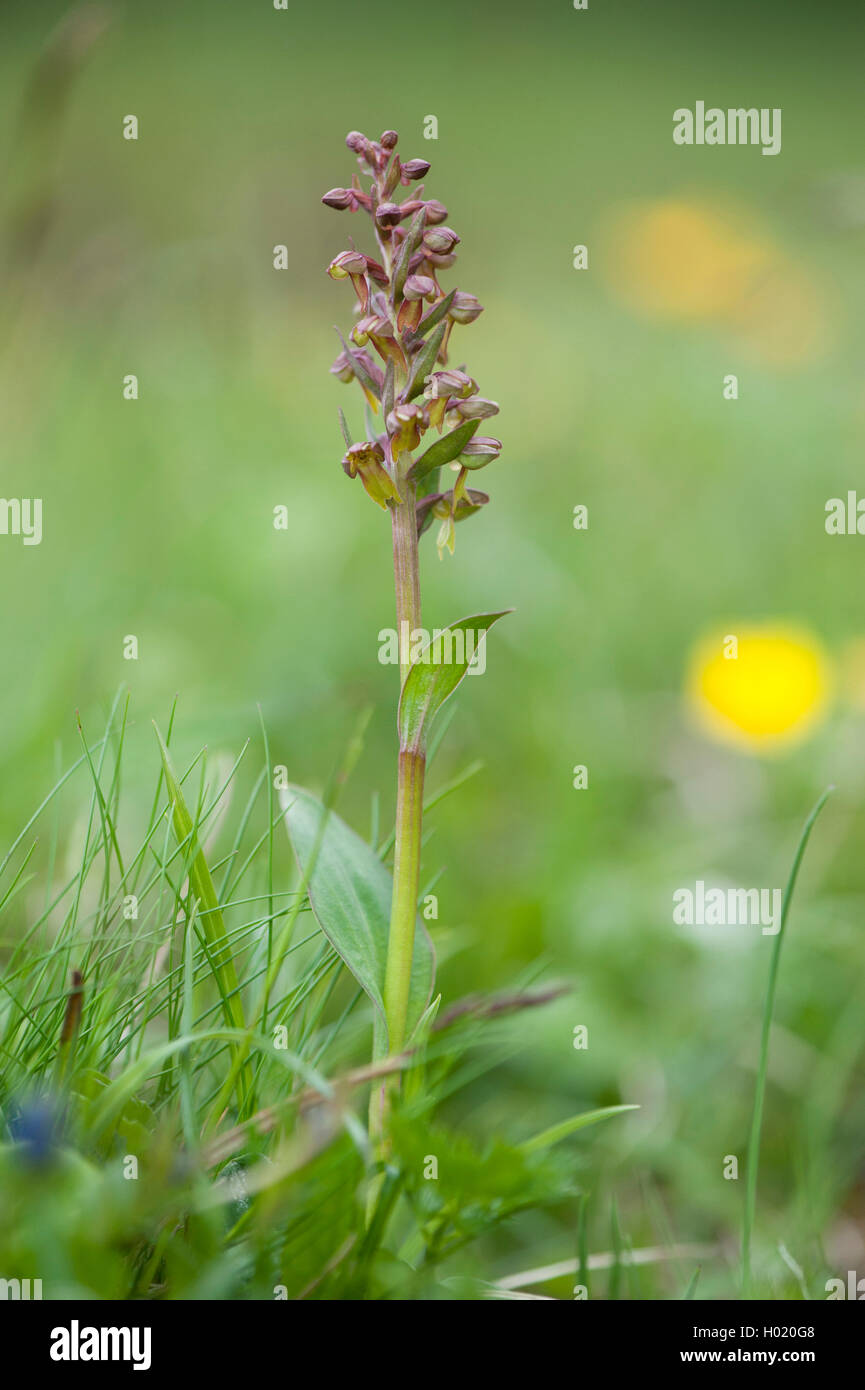 Frog orchid (Coeloglossum viride), fioritura, Austria Foto Stock
