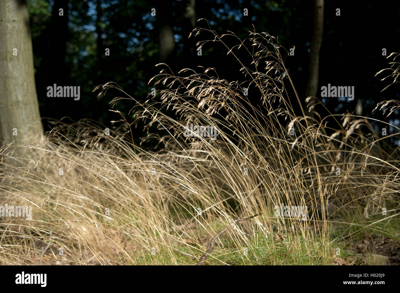 Capelli ondulati-erba, zigrinato (hairgrass Deschampsia flexuosa, Avenella flexuosa), fioritura, Germania Foto Stock