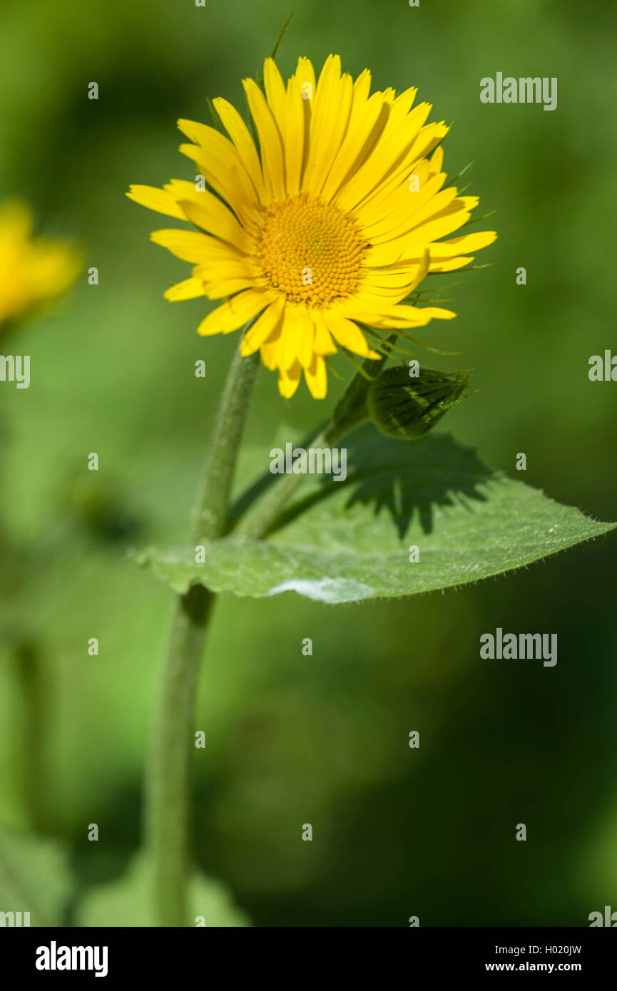 Grande leopard's-bane (Doronicum pardalianches), fioritura, Germania Foto Stock