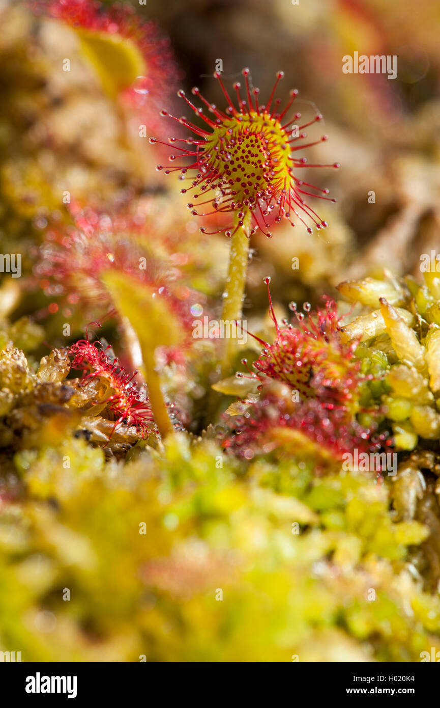 Rundblaettriger Sonnentau (drosera rotundifolia), Blaetter mit Druesen, Deutschland | round-lasciava sundew, roundleaf sundew (Dro Foto Stock