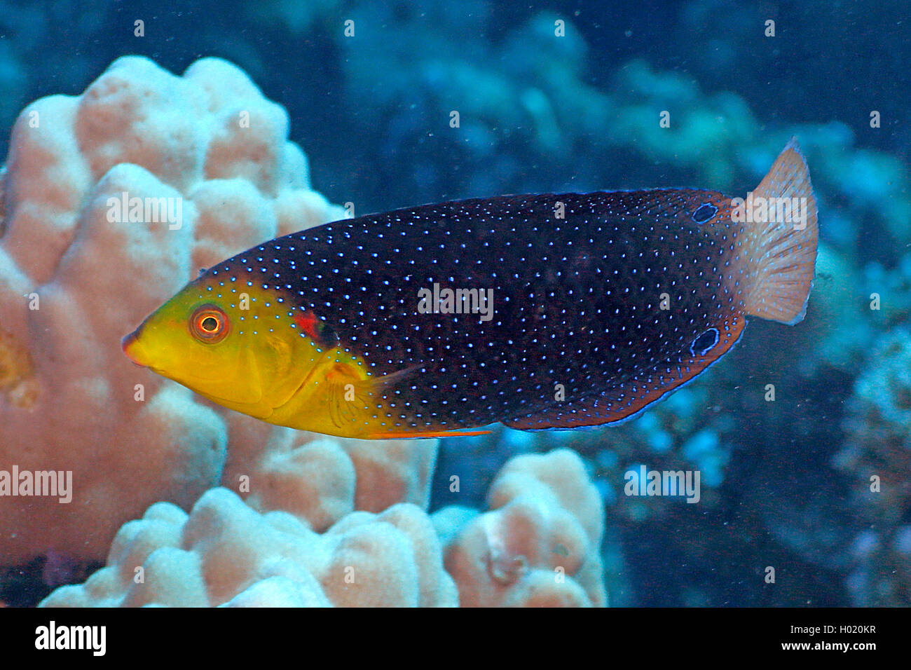 Il Twist wrasse (Anampses twistii), nuoto, Egitto, Mar Rosso Foto Stock