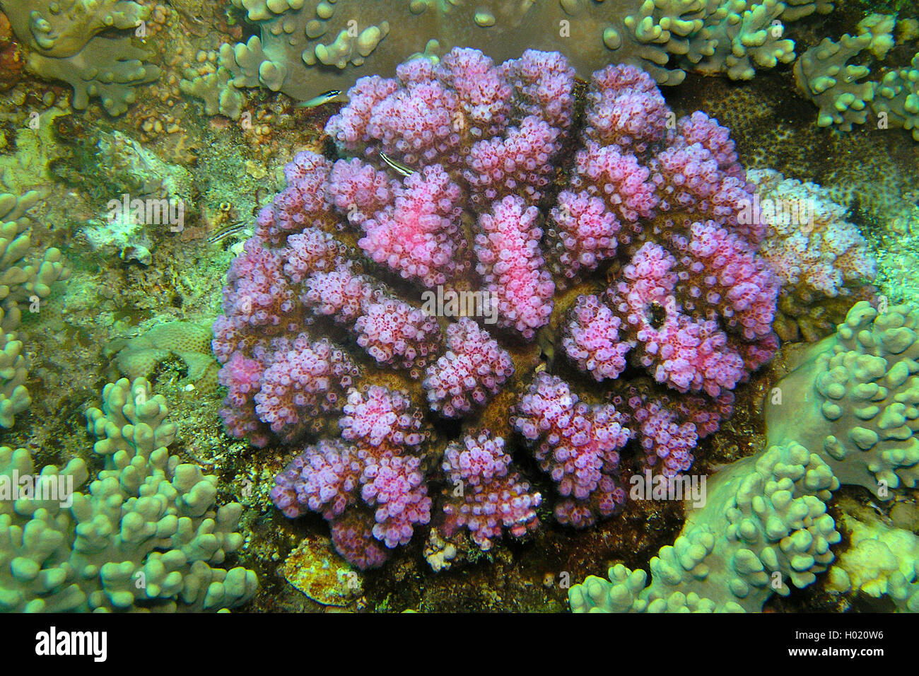 Il cavolfiore, Coral Coral raspa, manopola-cornuto coral (Pocillopora verrucosa), al Coral reef, Egitto, Mar Rosso Foto Stock