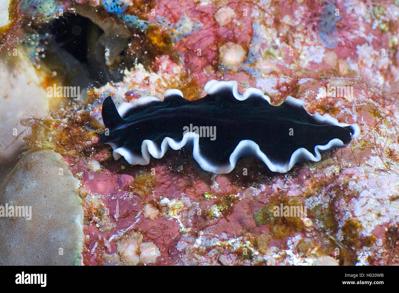 Flatworm (Pseudoceros spec.), in Coral reef, Egitto, Mar Rosso Foto Stock