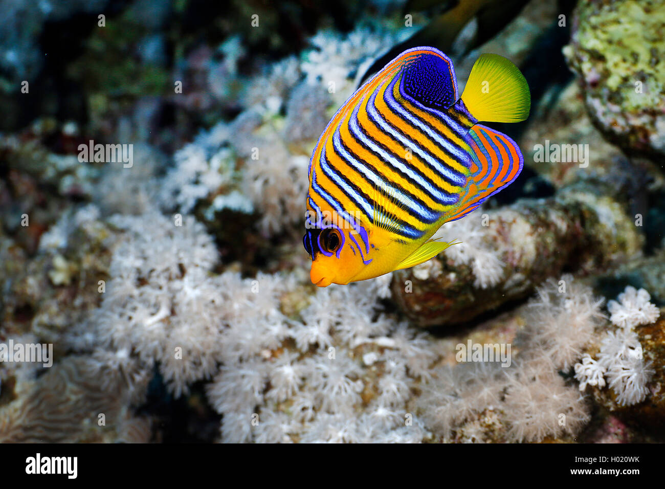 Royal angelfish, Blu-nastrare angelfish, Regal Angelfish (Pygoplites diacanthus), al Coral reef, Egitto, Mar Rosso Foto Stock