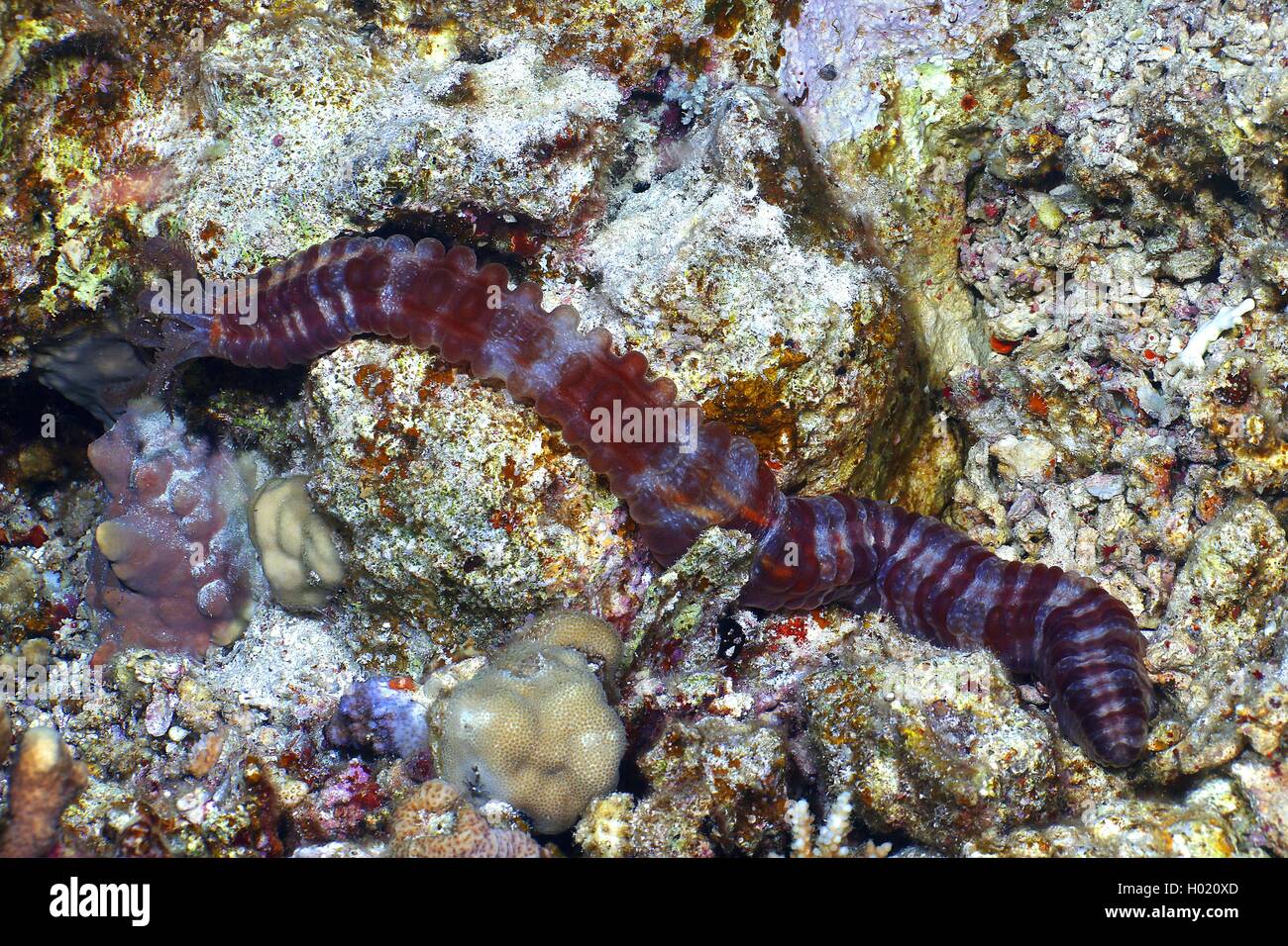 Canna maculato gurkhin (Synapta maculata), al Coral reef, Egitto, Mar Rosso Foto Stock