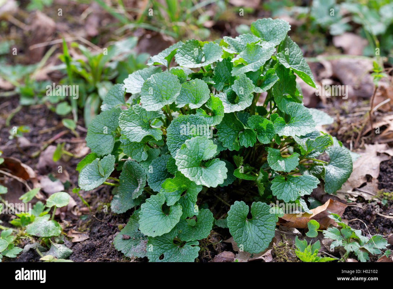 Aglio senape, Hedge aglio, Jack-per-il-Hedge (Alliaria petiolata), foglie giovani, Germania Foto Stock