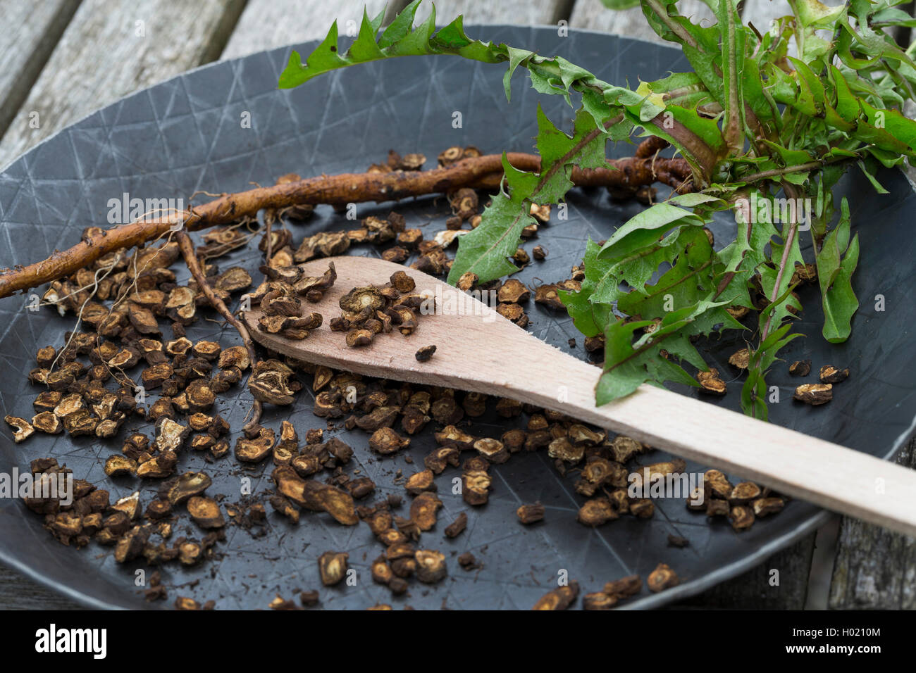 Comune di tarassaco (Taraxacum officinale), tagliato in fetta radici vengono tostate, Germania Foto Stock