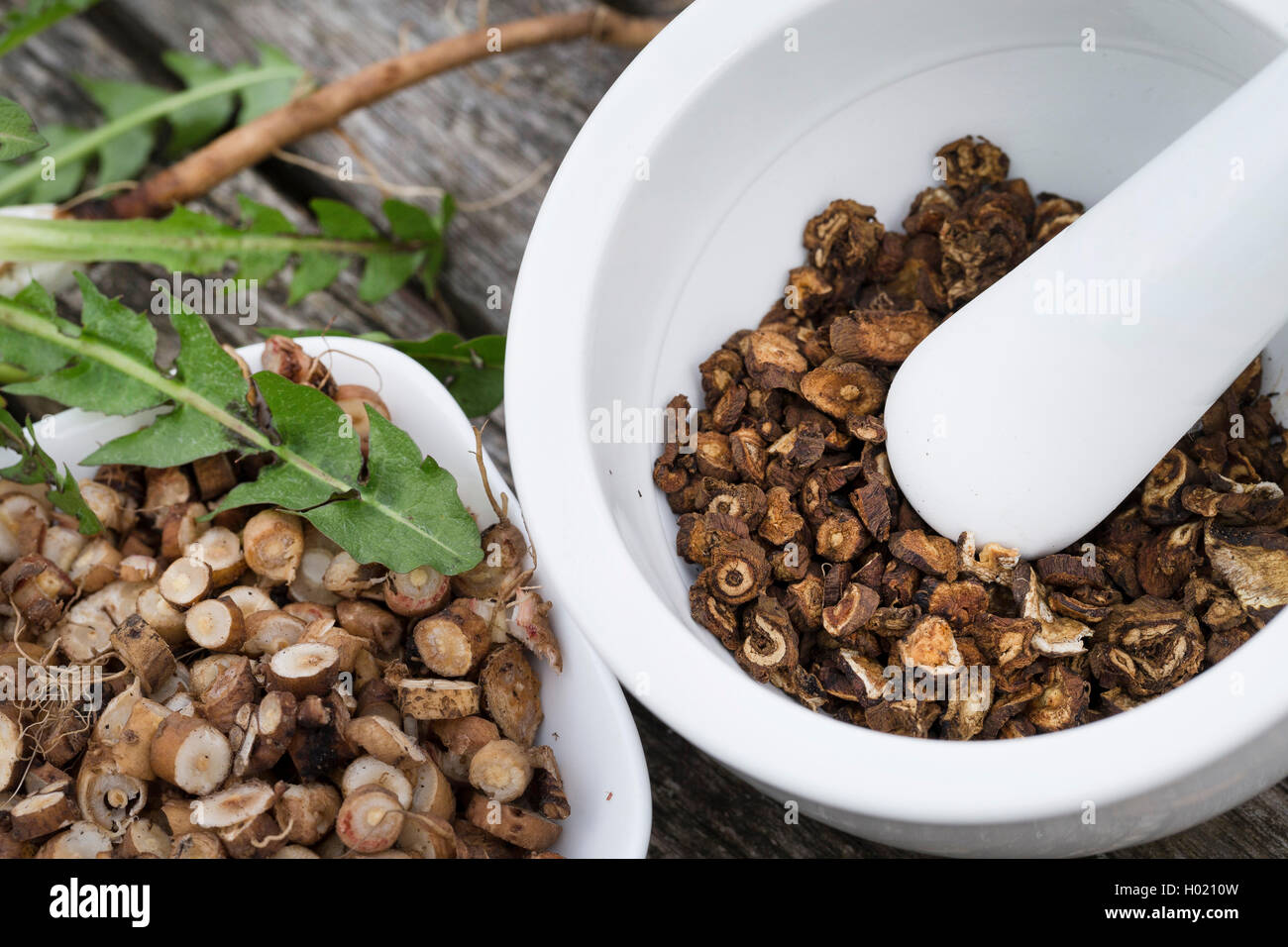 Comune di tarassaco (Taraxacum officinale), scapecchiato e arrosto di radici sono macinato in un mortaio, Germania Foto Stock