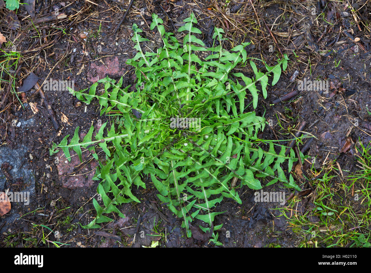 Comune di tarassaco (Taraxacum officinale), leaf rosetta, Germania Foto Stock
