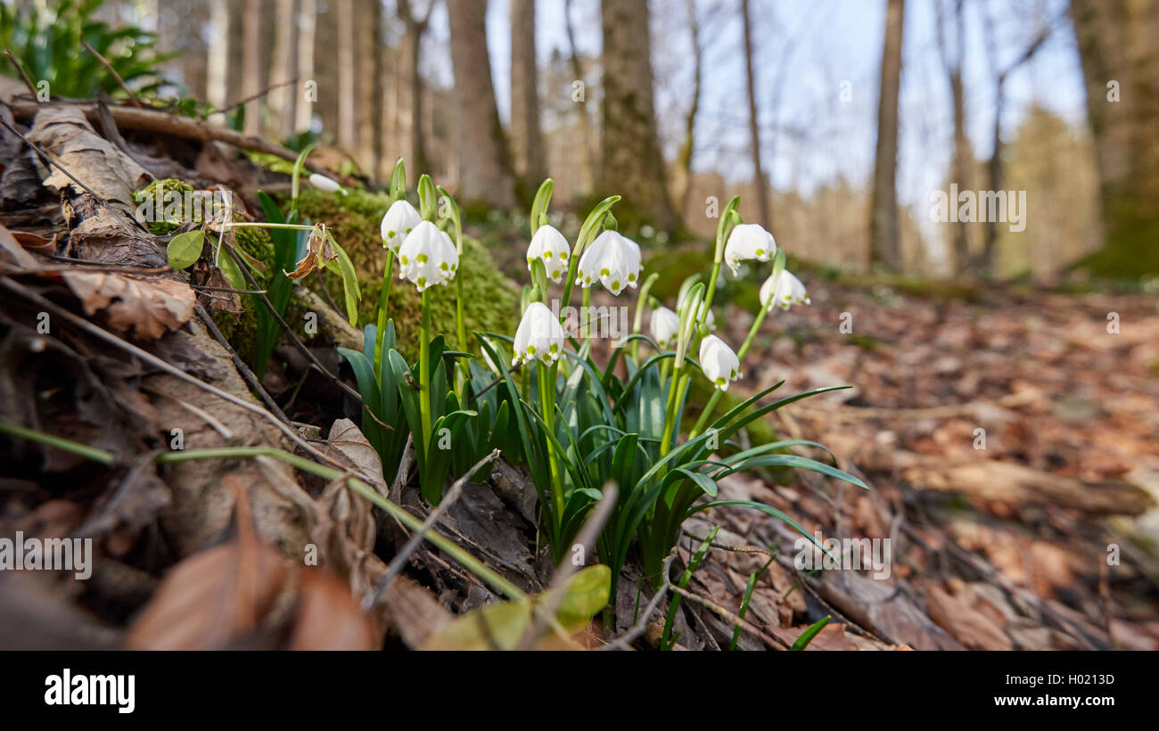 Maerzenbecher, Maerzbecher, Fruehlings-Knotenblume, Fruehlingsknotenblume, Schneerose, Maerzgloeckchen (Leucojum vernum), am Wal Foto Stock