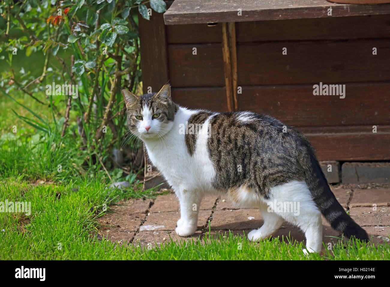 Il gatto domestico, il gatto di casa (Felis silvestris f. catus), in giardino, Germania Foto Stock