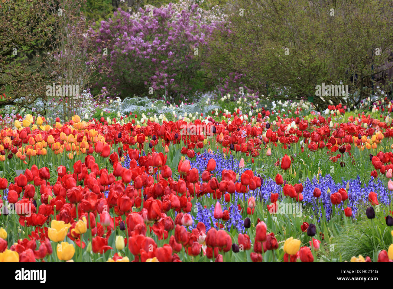 Giardino in comune tulip (Tulipa gesneriana), fioritura letto floreale con tulipani e hyacinthes, Germania Foto Stock