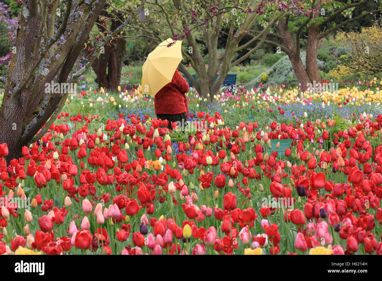 Giardino in comune tulip (Tulipa gesneriana), donna con ombrello si erge tra aiuole fiorite con un sacco di fioritura tulipani, Germania Foto Stock