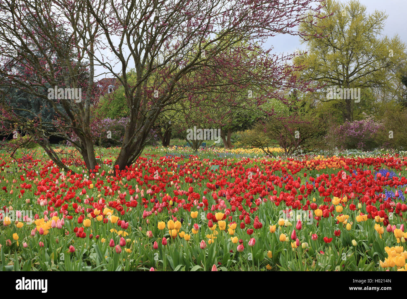 Albero di Giuda (Cercis siliquastrum), fioritura albero di giuda in un parco con i tulipani, Germania Foto Stock