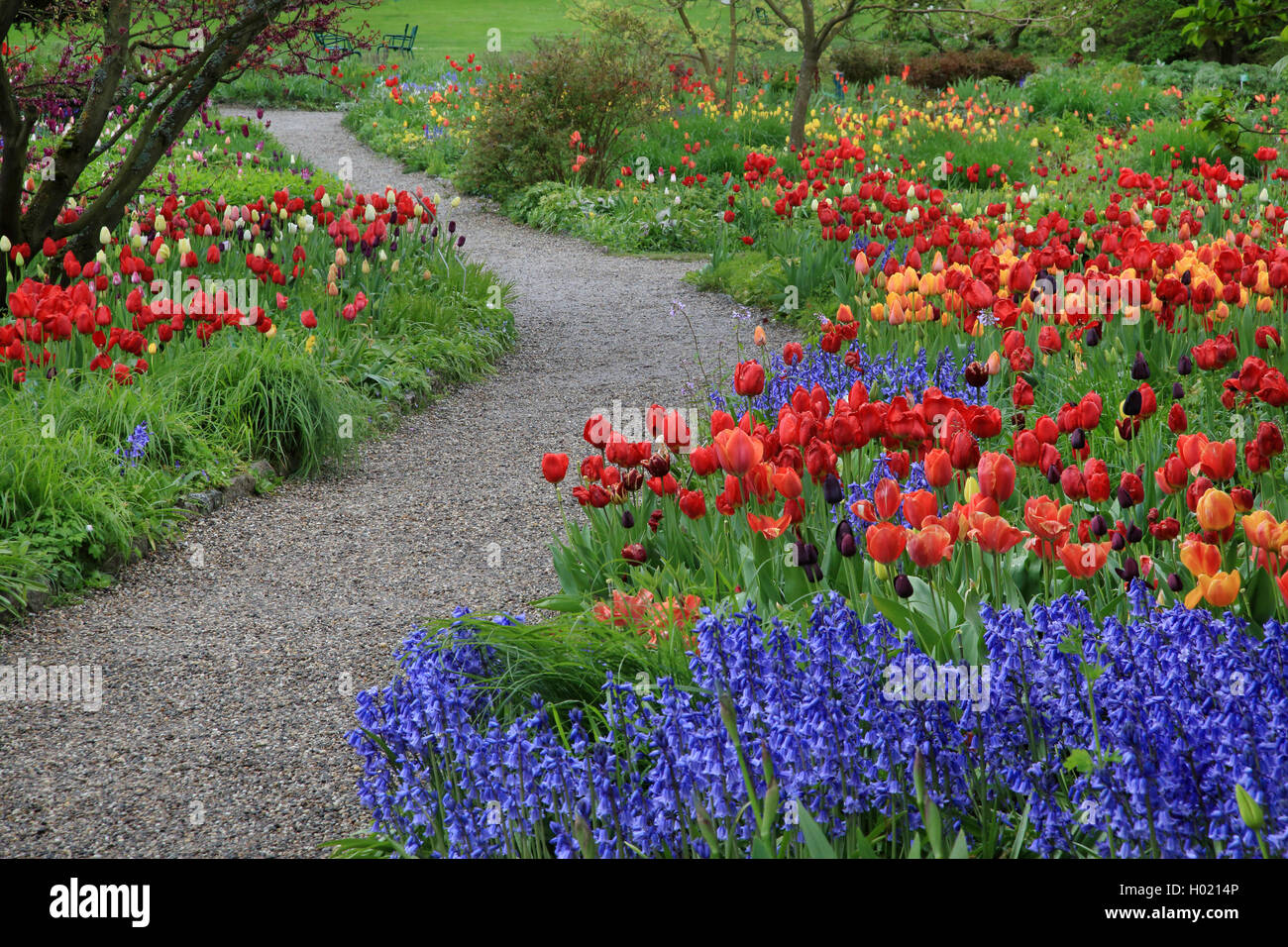 Giardino in comune tulip (Tulipa gesneriana), tulipani e hyacinthes in un parco, Germania Foto Stock