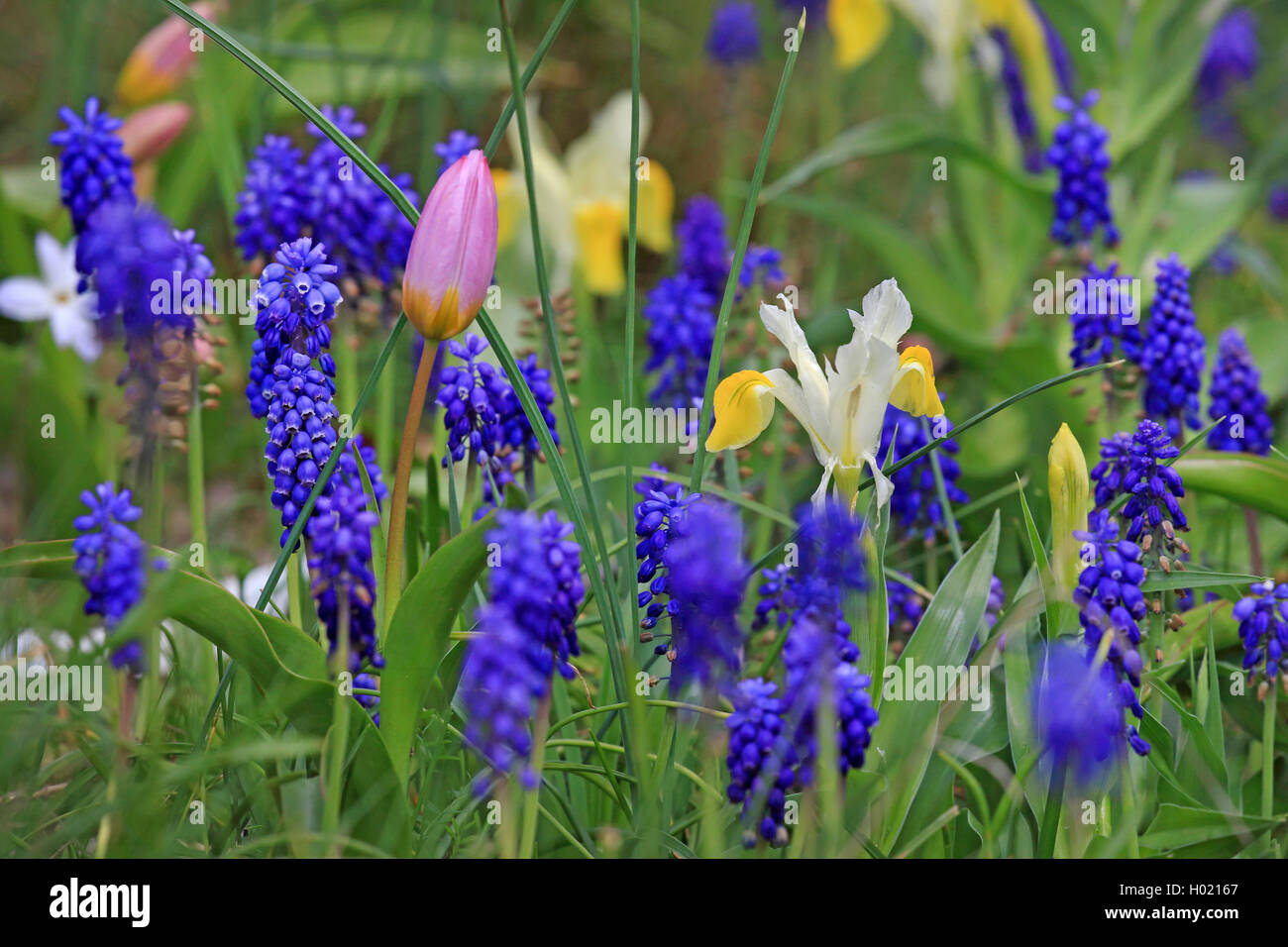 Foglie di mais Iris, cornuto (iris Iris bucharica), che fiorisce con uva e giacinto tulip Foto Stock