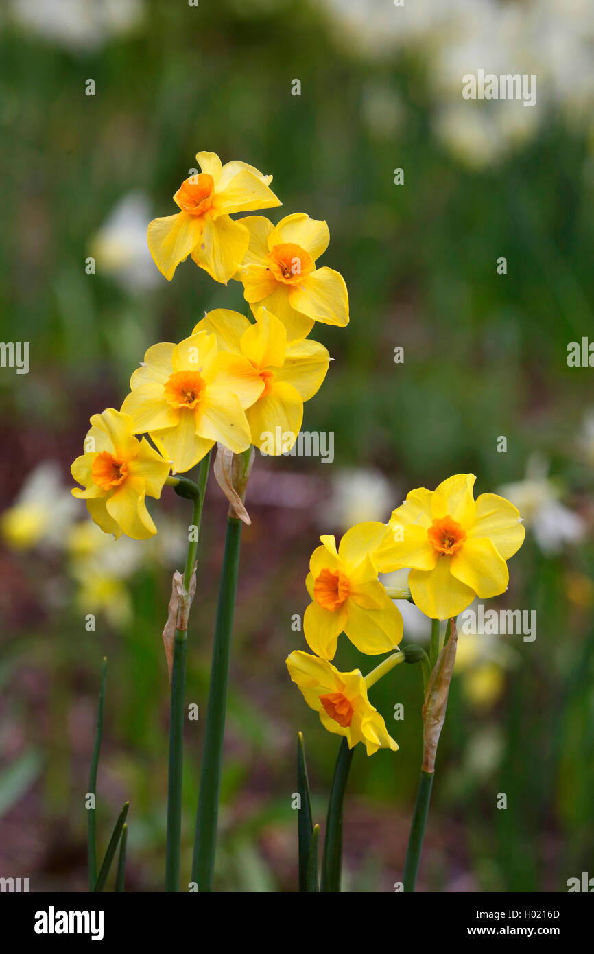 Narzisse, Osterglocke (Narcissus spec.), bluehend, Sorte Falconet | daffodil (Narcissus spec.), fioritura, cultivar Falconet | BL Foto Stock