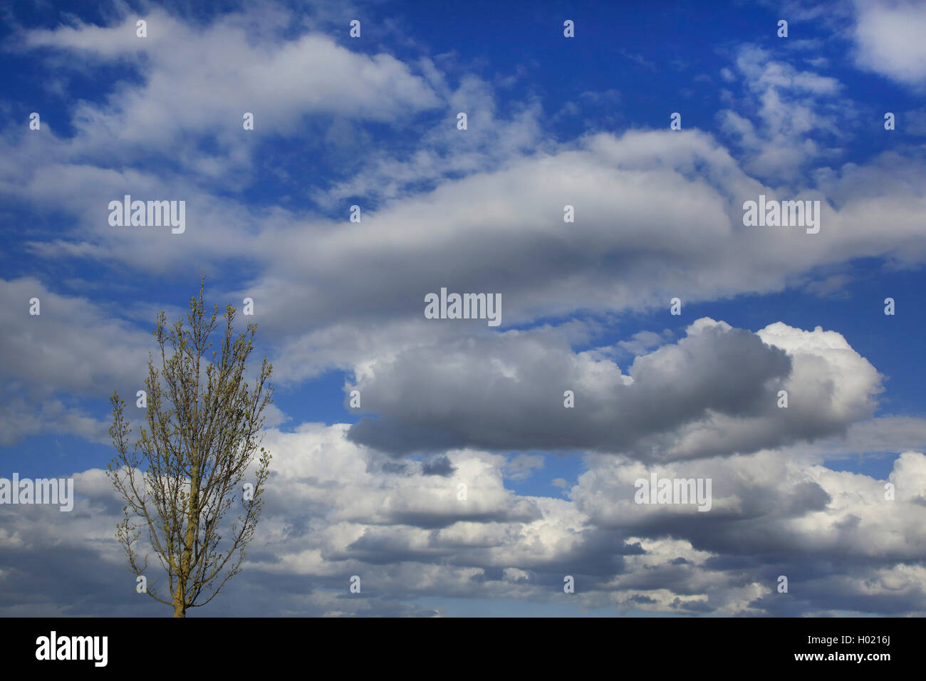 Cumulus nubi e delle chiome, Germania Foto Stock