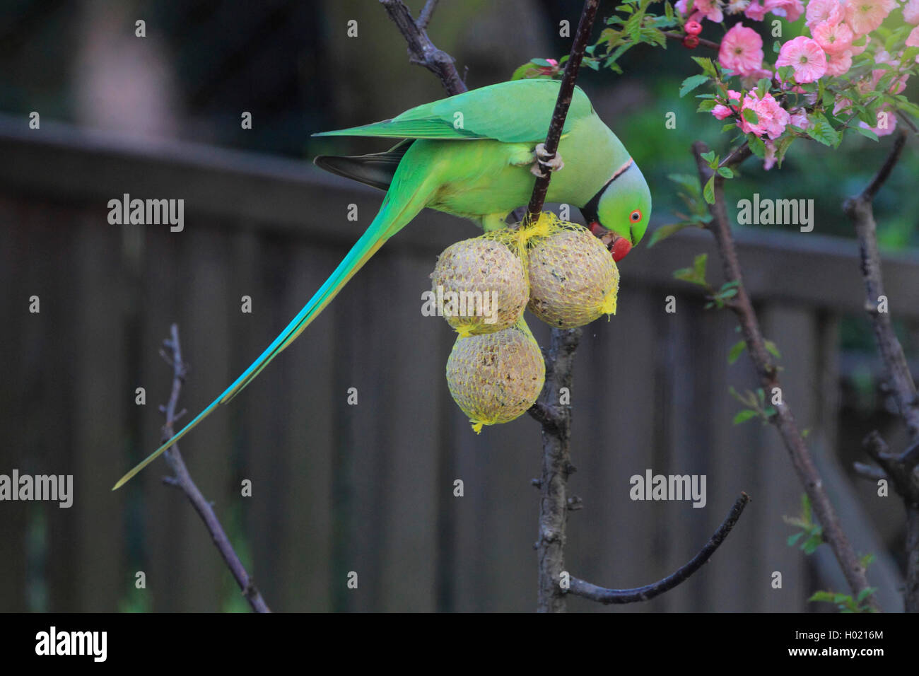 Halsbandsittich, Halsband-Sittich, Kleiner Alexandersittich (Psittacula krameri), am Futterplatz, Deutschland | rose-inanellati para Foto Stock