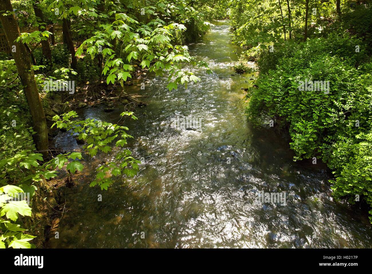 Duessel fiume nella valle di Neandertal, in Germania, in Renania settentrionale-Vestfalia, Bergisches Land, Mettmann Foto Stock
