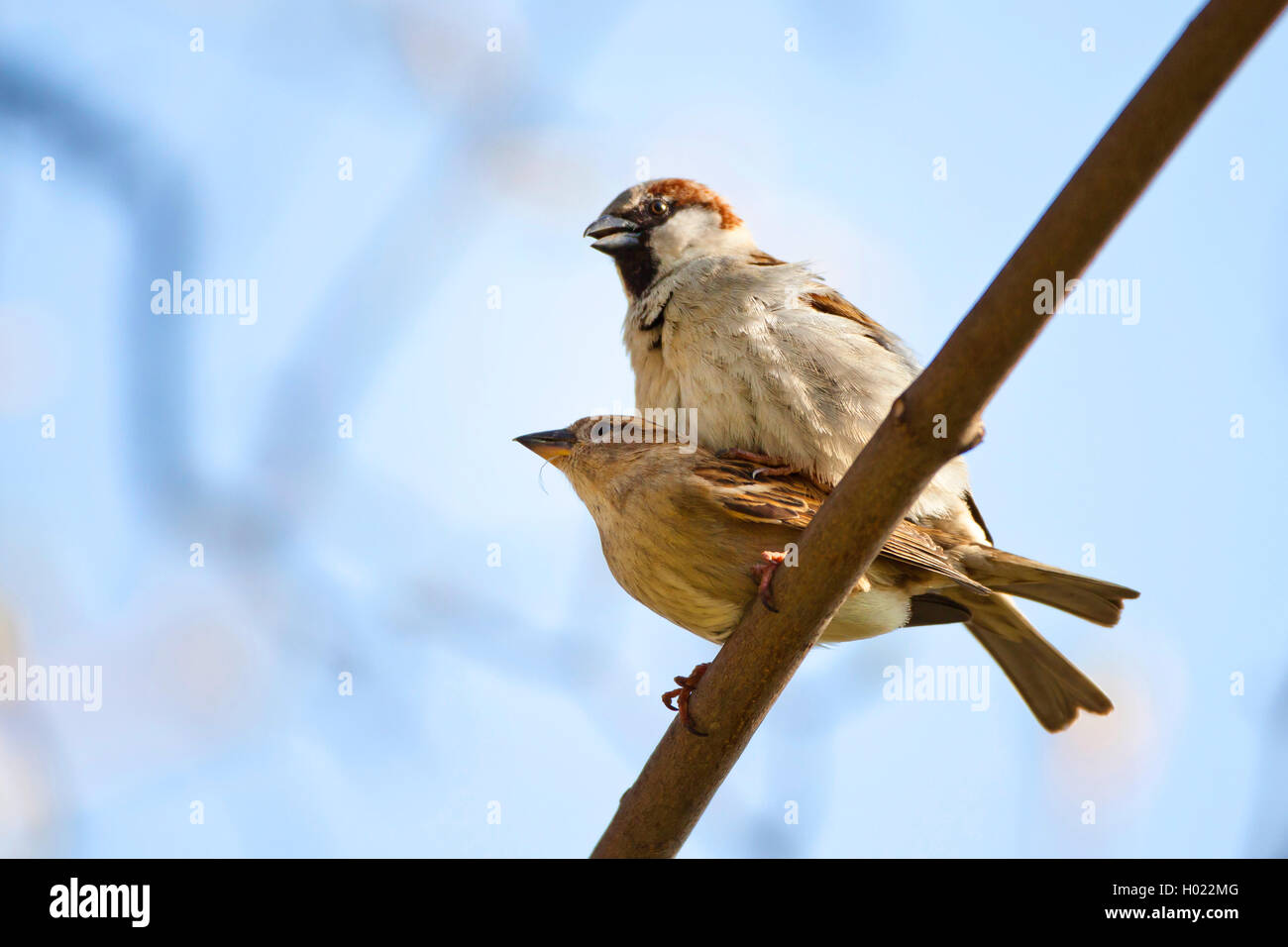 Haussperling, Haus-Sperling, Hausspatz, Haus-Spatz, Spatz (Passer domesticus), Paarung, Deutschland, Baden-Wuerttemberg | Casa Foto Stock