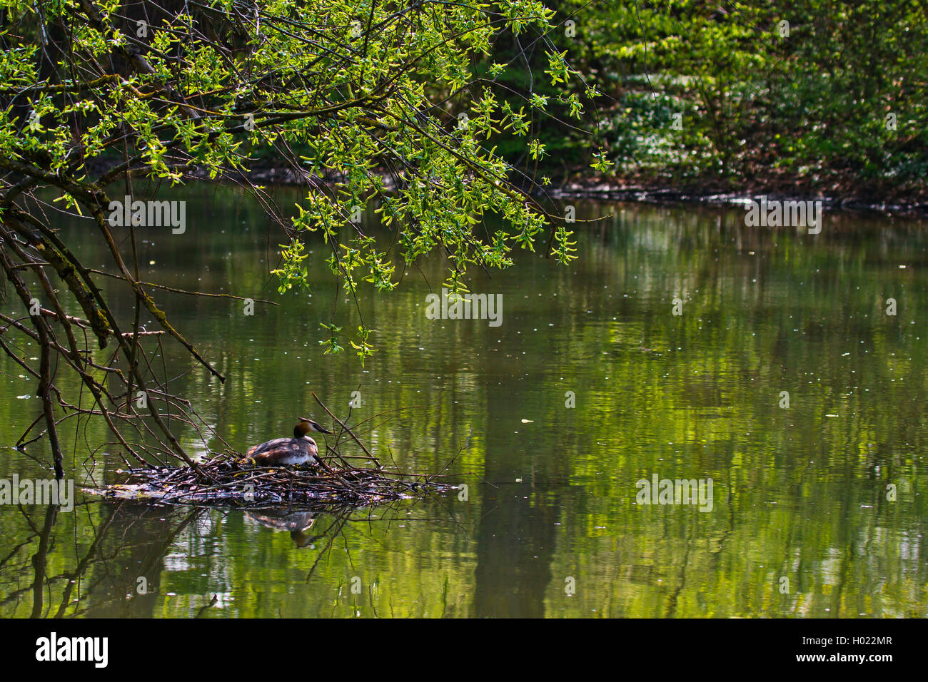 Svasso maggiore (Podiceps cristatus), allevamento nel suo nido in primavera, GERMANIA Baden-Wuerttemberg Foto Stock