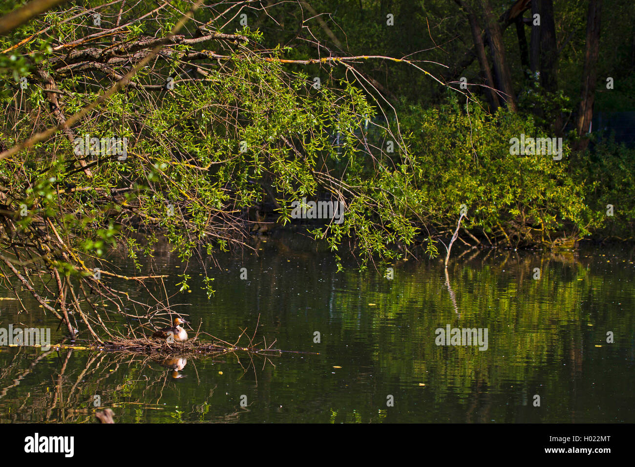 Svasso maggiore (Podiceps cristatus), allevamento nel suo nido in primavera, GERMANIA Baden-Wuerttemberg Foto Stock
