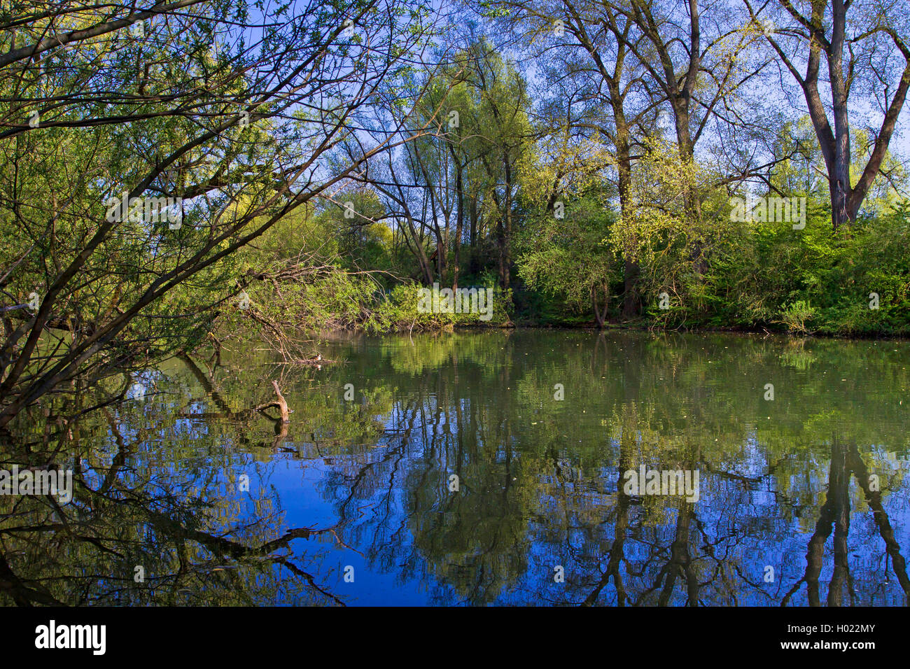 Svasso maggiore (Podiceps cristatus), sul nido nel suo habitat, GERMANIA Baden-Wuerttemberg Foto Stock