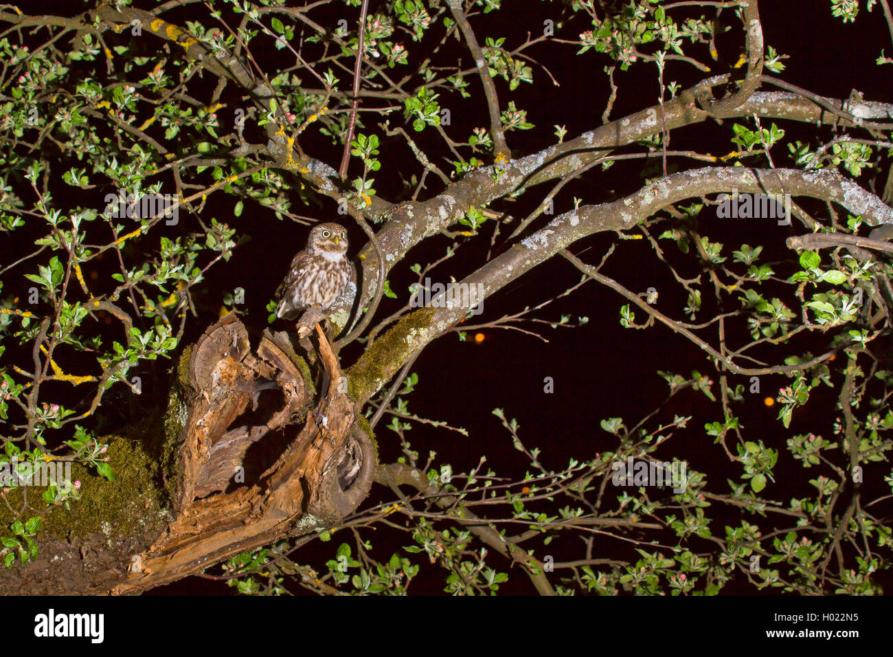 Civetta (Athene noctua), seduto su un albero di notte, GERMANIA Baden-Wuerttemberg Foto Stock