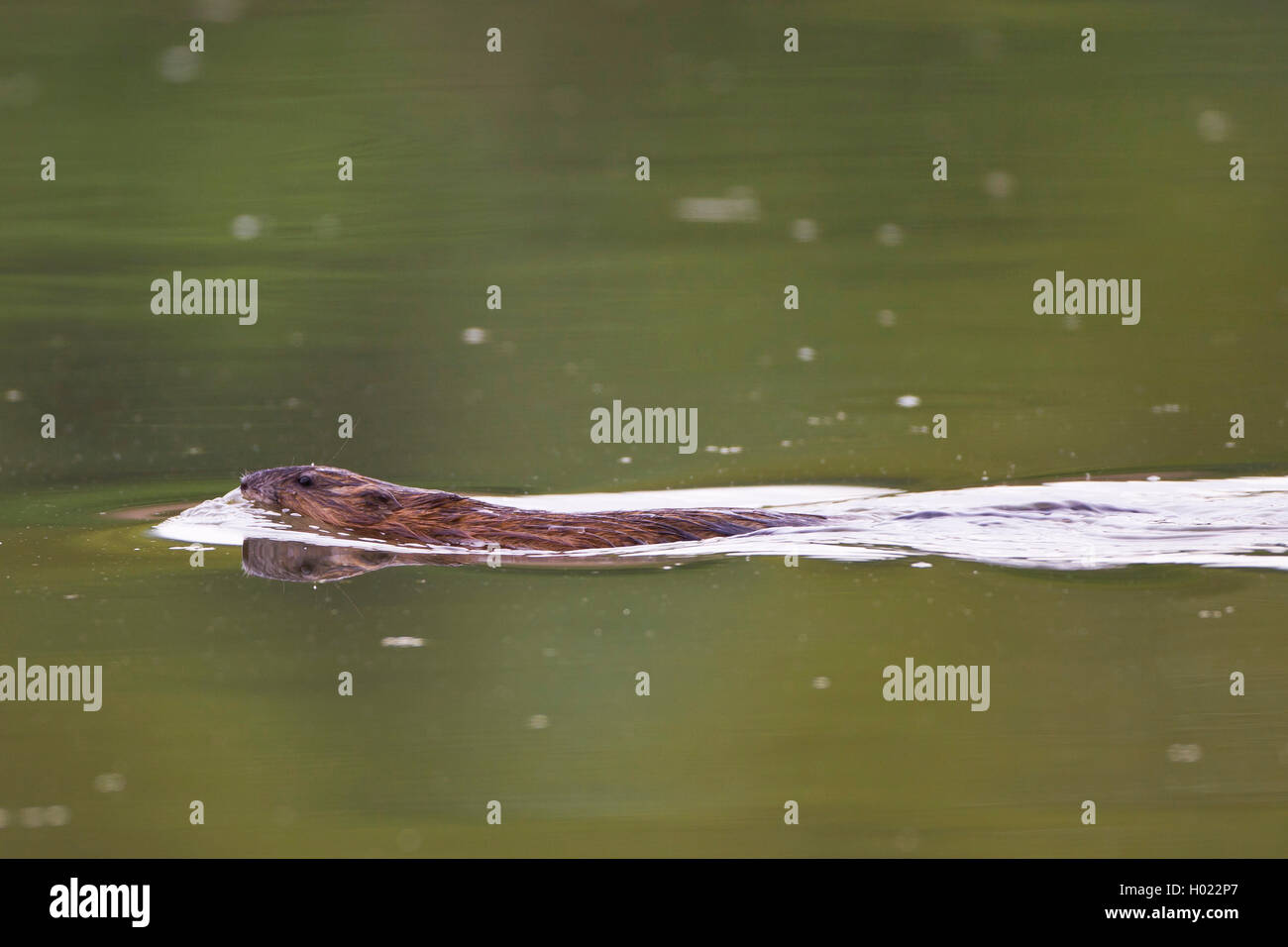 Bisamratte, Bisam (Ondatra zibethica), schwimmt, Deutschland, Baden-Wuerttemberg | muskrat (Ondatra zibethica), nuotate, Germania, Foto Stock